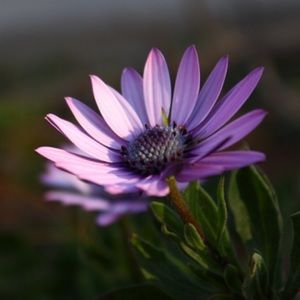 Meet your Posher, Cynthia